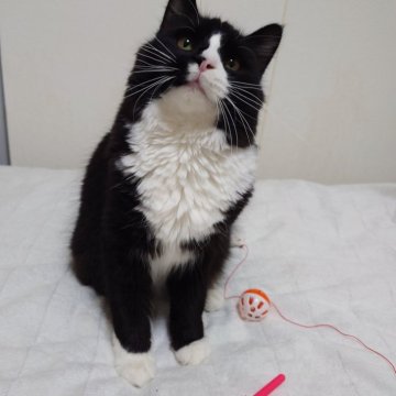 ノルウェージャンフォレストキャット【埼玉県・男の子・2025年2月25日・ブラックー&ホワイト】の写真「手袋タキシードの男の子」