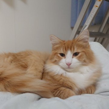 ノルウェージャンフォレストキャット【埼玉県・男の子・2025年6月10日・レッドマッカレルタビー&ホワイト】の写真「♪おっとりとした子です♡」