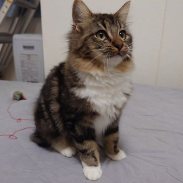 ノルウェージャンフォレストキャット【埼玉県・女の子・2025年4月7日・ブラウンクラシックタビー&ホワイト】の写真「♪お転婆さんになりました♡」