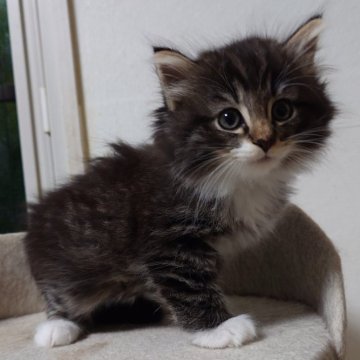 ノルウェージャンフォレストキャット【埼玉県・男の子・2025年9月23日・ブラウンマッカレルタビー&ホワイト】の写真「ハチワレ手袋の男の子です。」