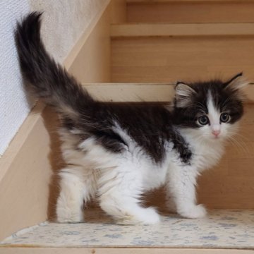 ノルウェージャンフォレストキャット【埼玉県・女の子・2025年9月23日・ブラウンマッカレルタビー&ホワイト】の写真「ハチワレの女の子です。」