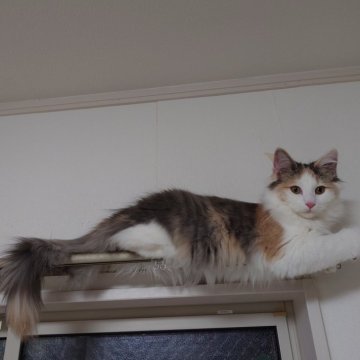 ノルウェージャンフォレストキャット【埼玉県・女の子・2025年6月10日・ブルートーティ&ホワイト】の写真「♪やさしい色合いのミケちゃんです♡」