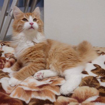 ノルウェージャンフォレストキャット【埼玉県・男の子・2025年6月10日・レッドマッカレルタビー&ホワイト】の写真「♪とにかく元気です♡」