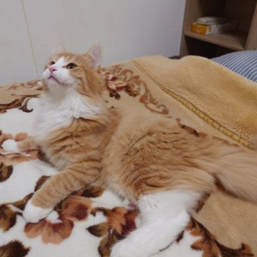 ノルウェージャンフォレストキャット【埼玉県・男の子・2025年6月10日・レッドマッカレルタビー&ホワイト】の写真「♪とにかく元気です♡」