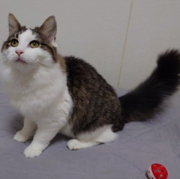 ノルウェージャンフォレストキャット【埼玉県・男の子・2025年4月7日・ブラウンマッカレルタビー&ホワイト】の写真「♪膝の上に乗ってきます♡」