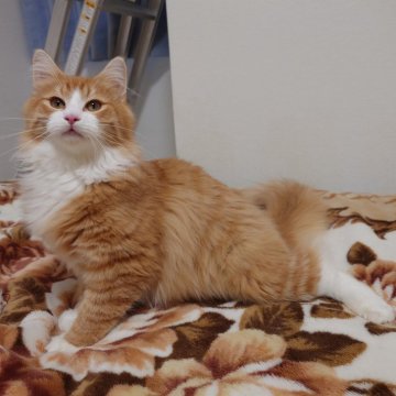 ノルウェージャンフォレストキャット【埼玉県・男の子・2025年6月10日・レッドマッカレルタビー&ホワイト】の写真「♪とにかく元気です♡」