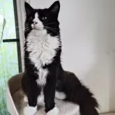 ノルウェージャンフォレストキャット