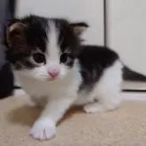 ノルウェージャンフォレストキャット