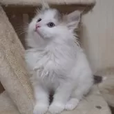 ノルウェージャンフォレストキャット