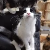 ノルウェージャンフォレストキャット