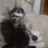 ノルウェージャンフォレストキャット