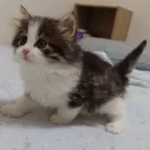 ノルウェージャンフォレストキャット