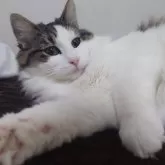 ノルウェージャンフォレストキャット