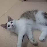 ノルウェージャンフォレストキャット