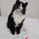 ノルウェージャンフォレストキャット