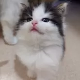 ノルウェージャンフォレストキャット