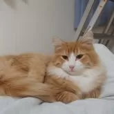 ノルウェージャンフォレストキャット