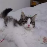 ノルウェージャンフォレストキャット