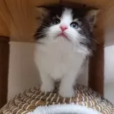 ノルウェージャンフォレストキャット