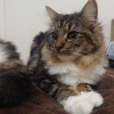 ノルウェージャンフォレストキャット