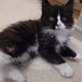 ノルウェージャンフォレストキャット