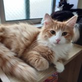 ノルウェージャンフォレストキャット