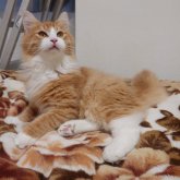 ノルウェージャンフォレストキャット