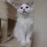 ノルウェージャンフォレストキャット