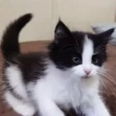 ノルウェージャンフォレストキャット