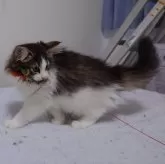 ノルウェージャンフォレストキャット【埼玉県・女の子・2025年8月25日・ブラウンマッカレルタビー&ホワイト】の写真2