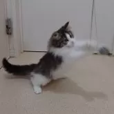 ノルウェージャンフォレストキャット【埼玉県・女の子・2025年8月25日・ブラウンマッカレルタビー&ホワイト】の写真4