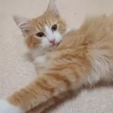 ノルウェージャンフォレストキャット【埼玉県・男の子・2025年6月10日・レッドマッカレルタビー&ホワイト】の写真4