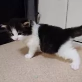 ノルウェージャンフォレストキャット【埼玉県・男の子・2025年8月25日・ブラウンマッカレルタビー&ホワイト】の写真5