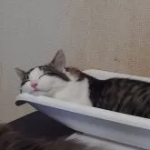 ノルウェージャンフォレストキャット【埼玉県・男の子・2025年4月7日・ブラウンマッカレルタビー&ホワイト】の写真8