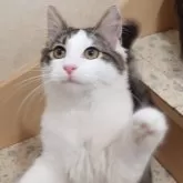 ノルウェージャンフォレストキャット【埼玉県・男の子・2025年4月7日・ブラウンマッカレルタビー&ホワイト】の写真9