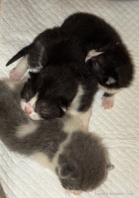 高橋緑ブリーダーのブログ：マンチカンの仔猫が産まれました。