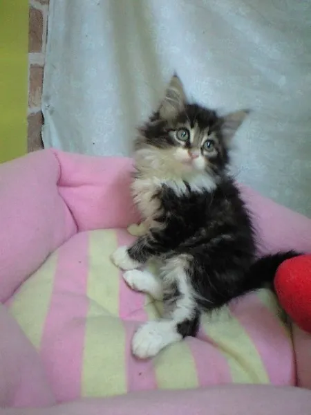 ID：1407-00078の子猫
