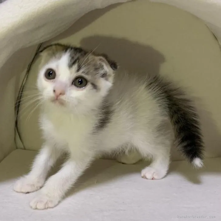 ID:2301-02209の子猫