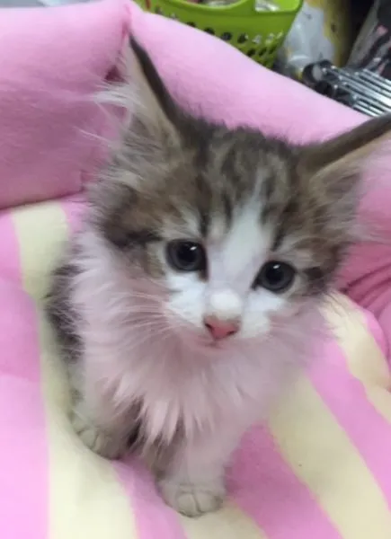 ID：1501-00191の子猫