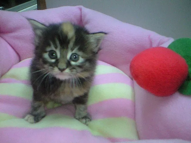 ID：1403-00009の子猫