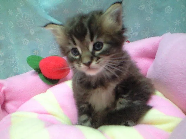 ID：1308-00325の子猫