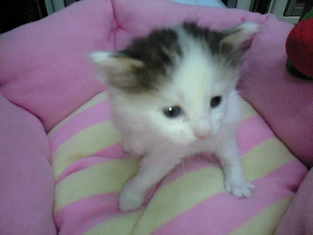 ID:1402-00136の子猫