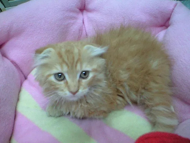 ID:1404-00390の子猫