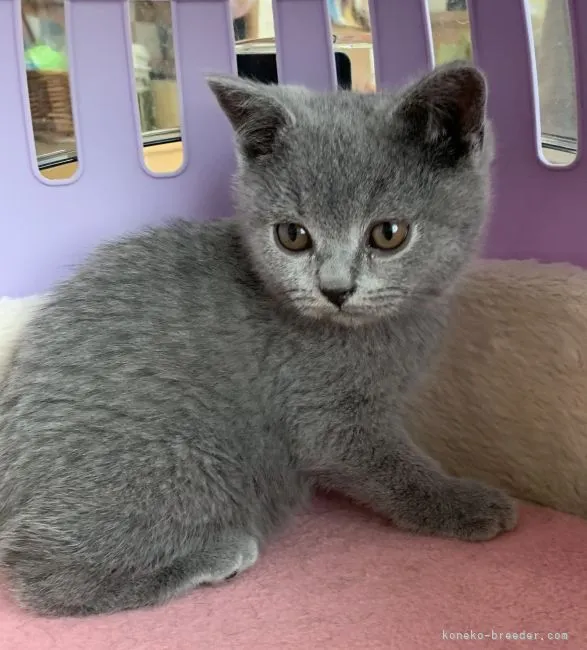 ネオ 様のお迎えした子猫