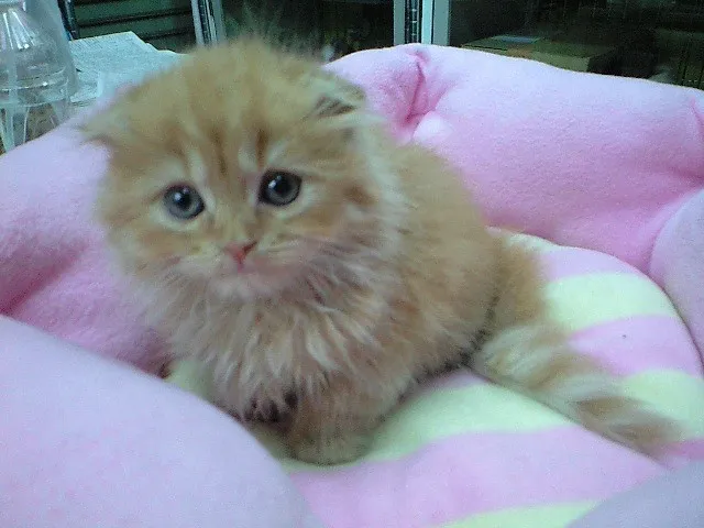ID：1404-00285の子猫