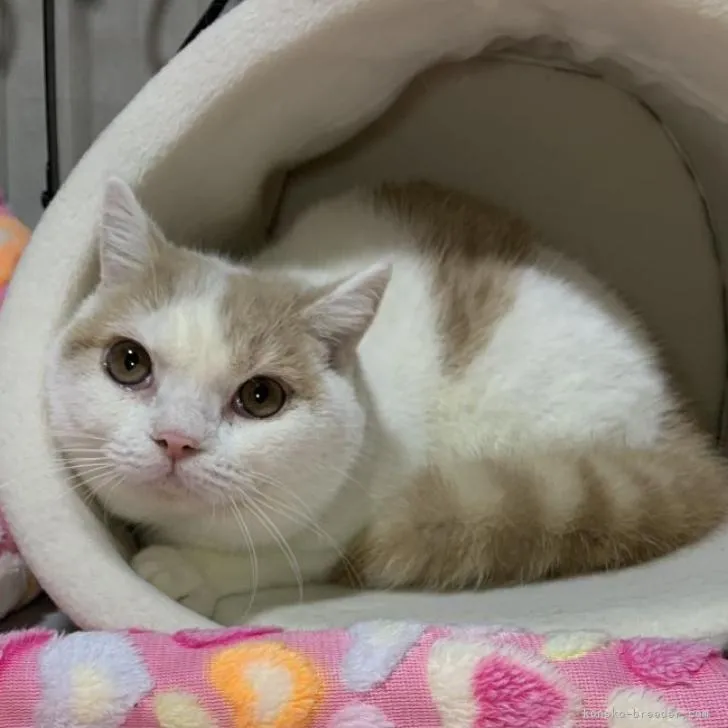 ID：2302-01311の子猫