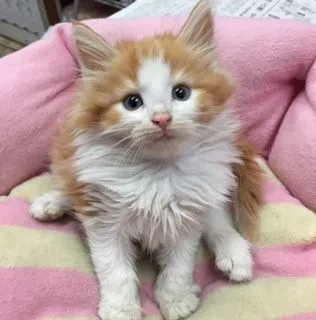ID:1501-00018の子猫