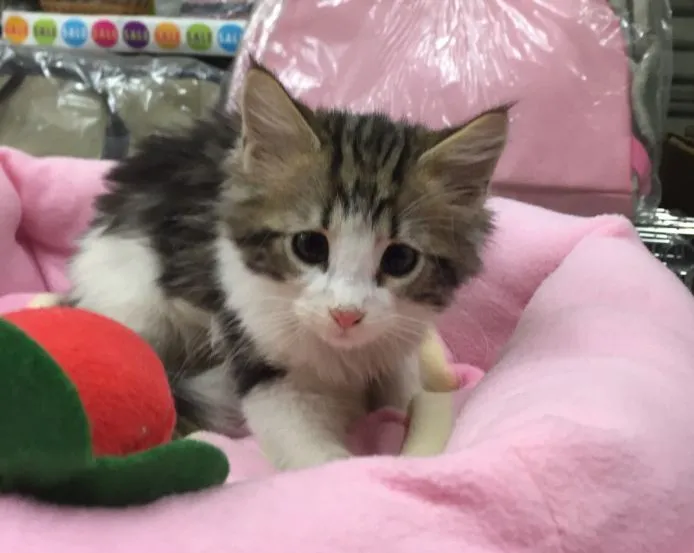 ID:1502-00228の子猫