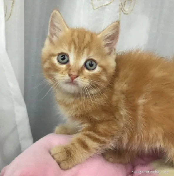 ID：1508-00518の子猫