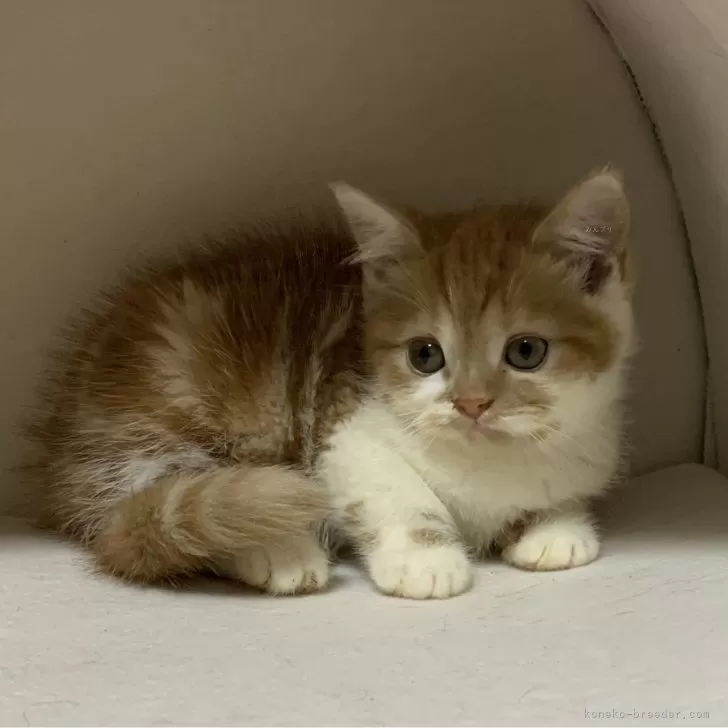 ID:2403-00078の子猫